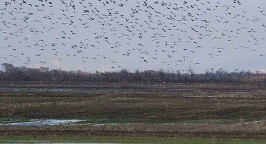 Çevre Gününde acı gerçek: 1 milyon kuşun ölümüne sebep oluyor