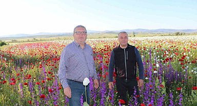 Çiçek açan haşhaş tarlaları eşsiz bir manzara oluşturdu