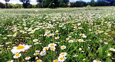 Çiçek açan papatyalar doğayı süsledi