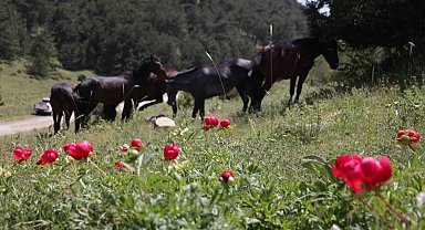 Çiçek açan şakayıkları koparan yandı: Cezası 244 bin 315 TL