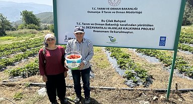 Çiftçiler devlet destekli çilek bahçesi kurup üretime geçti