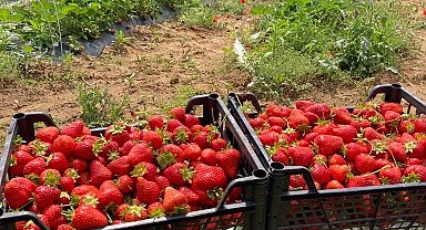 Çilek hasadı ertelendi
