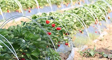 Çilek hasadı hava muhalefetinden dolayı ertelendi