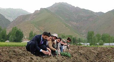 Cilo Dağı eteklerinde kapya biber ve domates üretimi