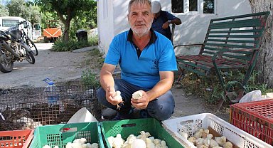 Civciv üreticileri, yasal düzenleme istiyor