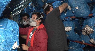 Çocukluk arkadaşı 3 mühendis istiridye mantarı üretiyor: Kilosu 70 liradan satılıyor