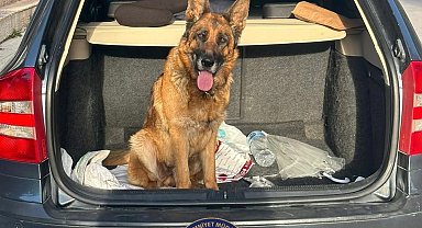 Çorum'da köpek çalan 2 kişi tutuklandı