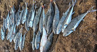 Datça'da balon balığı tehlikesi