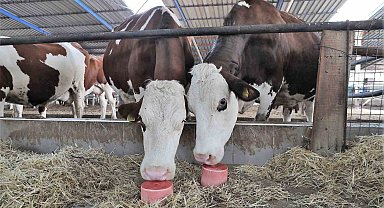 Denizli'de 646 bin hayvanın mineral ihtiyacı karşılanıyor