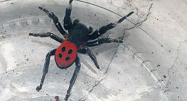 Denizli'de zehirli uğur böceği örümceği görüldü