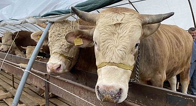 Denizli'ye kurbanda 34 bin hayvan girişi olacak