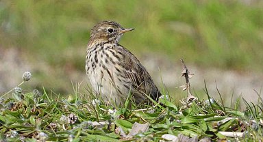 Deprem bölgesinde kartpostallık kuş manzaraları