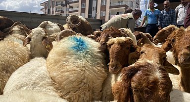 Depremde hayvanlarını kaybedenlere hayvan dağıtıldı