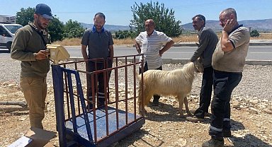 Depremin merkezinde her yıl dolup taşan kurbanlık satış yerleri bu sene boş kaldı