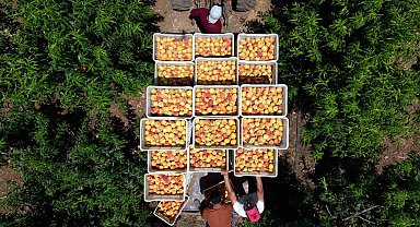 Depremin vurduğu Hatay'da şeftali hasadı başladı