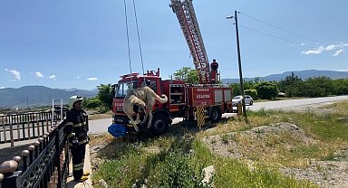 Dere yatağına düşen köpeği itfaiye kurtardı