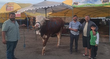 Dev dana 135 bin liradan alıcı buldu