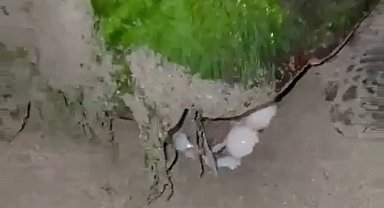 Didim "Caretta Caretta"ların yeni yuvası oldu