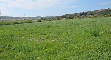 Didim'de erkenci karpuz hasadı yapıldı