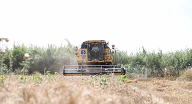 Didim'de ikinci kez buğday hasadı sevinci yaşandı