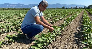 Didim'de pamuklar kontrol altında