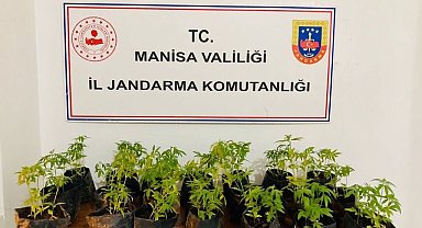 Dikime hazır fide halinde 733 kök kenevir ele geçirildi