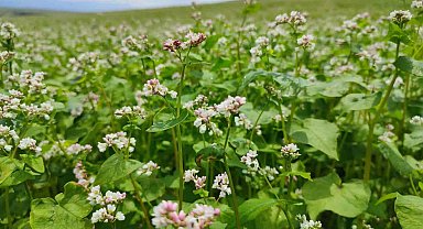 Dinar'da bu yıl ilk kez ekilen kara buğday çiçek açtı