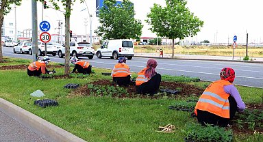 Diyarbakır 700 bin mevsimlik çiçekle süslendirildi