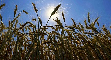 Diyarbakır buğdayında rekolte hedefi 1 milyon 200 bin ton