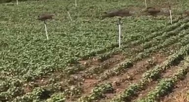 Diyarbakır'da domuz sürüsü tarladaki mahsulü ezip geçti