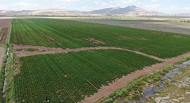 Diyarbakırlı çiftçi, kurbanlık götürdüğü Adana'dan patates işiyle döndü