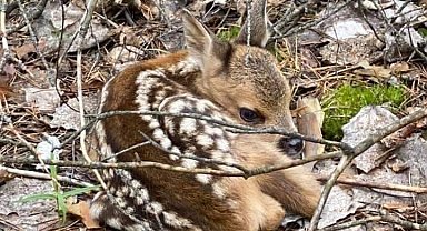 DKMP'dan yavru Kızıl geyikler konuda önemli uyarı