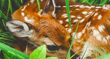 DKMP'den geyik ve karaca yavruları için uyarı