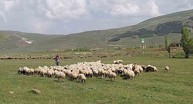 Doğu Anadolu Canlı Hayvan Pazarı'nda hareketlilik başladı