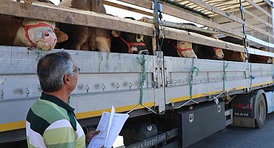 Doğu'da kurbanlık sevkiyatına sıkı denetim