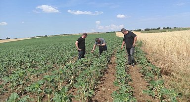 Dolu yağışından 11 köyde 16 bin dekar tarım arazisi etkilendi