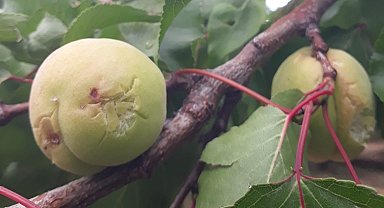 Dolunun vurduğu kayısıda zarar büyük