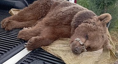 Domuz kapanına sıkışan yavru ayının imdadına ekipler yetişti