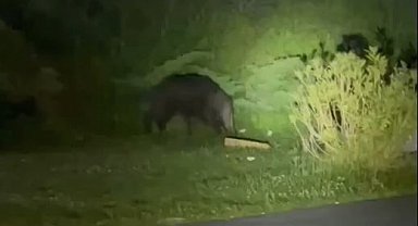 Domuzlar şehre indi