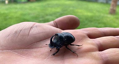 Dünyanın en güçlü böceği Manisa'da görüldü