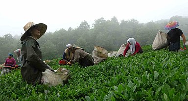 Dünyanın en kaliteli fındığının üretildiği Giresun'da kemençe eşliğinde çay hasat şenliği yapıldı