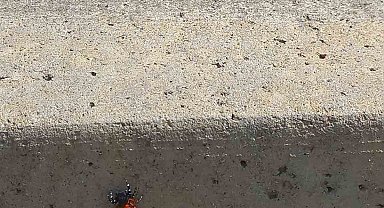 Efeler'de şehir merkezinde zehirli uğur böceği örümceği görüldü