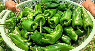 Ege'nin İsot'unda hasat başladı