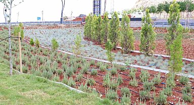 Eğil'de peyzaj çalışmaları 16 bin çalı ve farklı türlerle tamamlandı