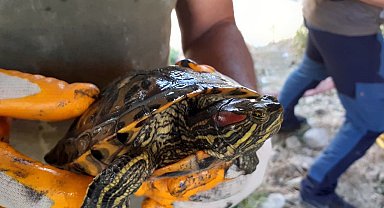 EKODOSD'tan "istilacı tür" uyarısı
