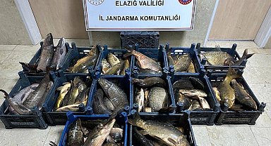 Elazığ'da 1 ton kaçak balık ele geçirildi