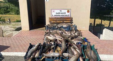 Elazığ'da 6,5 ton kaçak avlanmış balık ele geçirildi