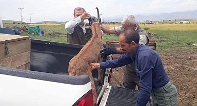 Elazığ'da bitkin halde bulunan dağ keçisi koruma altına alındı