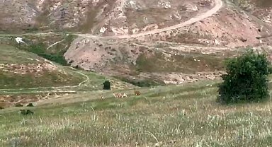 Elazığ'da dağ keçileri şehir merkezine indi