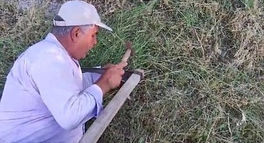 Elazığ'da köylülerin ot biçme mesaisi başladı